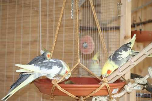 anjanamaire_haengeteller_1.jpg anjanamaire_haengeteller_1.jpg