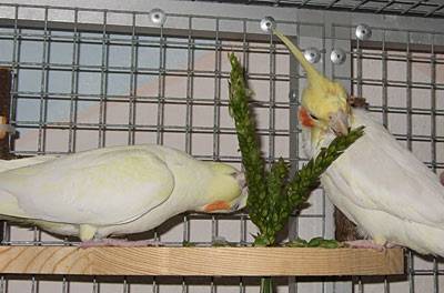 jana_eckregal_5.jpg jana_eckregal_5.jpg