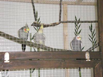 ladychaos_voliere_24.jpg ladychaos_voliere_24.jpg