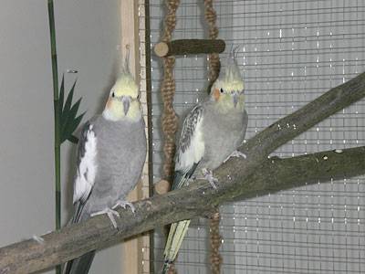 ladychaos_voliere_25.jpg ladychaos_voliere_25.jpg