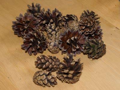 material_tannenzapfen.jpg