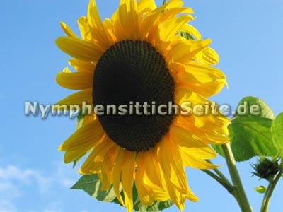 sonnenblume.jpg
