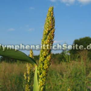 sorghum4.jpg