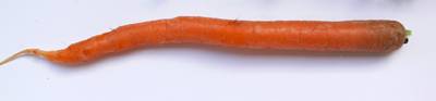 karotte7.jpg