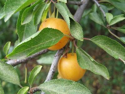 mirabelle_gelb1.jpg mirabelle_gelb1.jpg