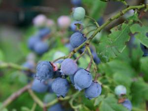 blaubeere1.jpg