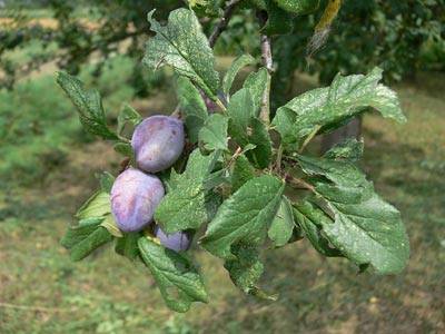 pflaume1.jpg