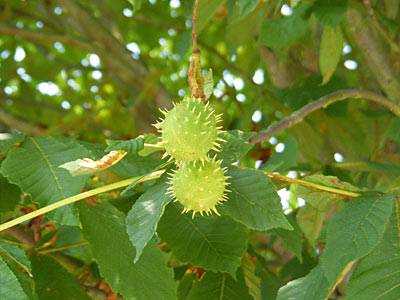 kastanie_2.jpg kastanie_2.jpg