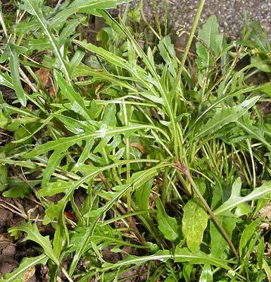 rucola3.jpg rucola3.jpg