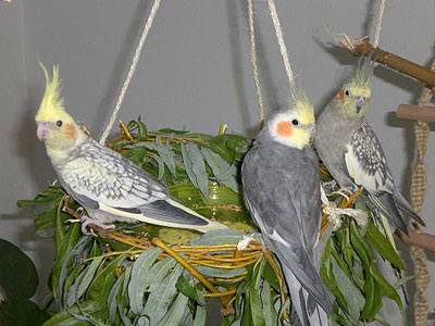 vogelwohnzimmer_bine_10.jpg