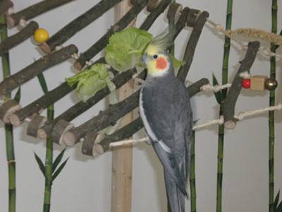 vogelwohnzimmer_bine_8.jpg
